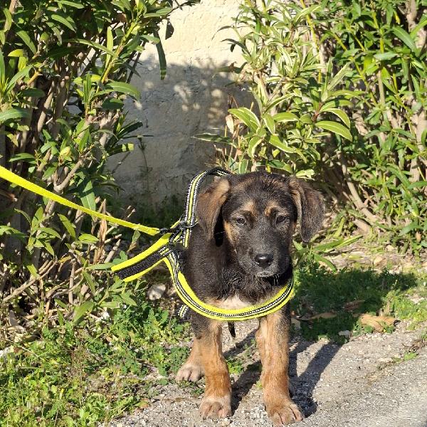 BOLT simil pastorino in adozione Foto 3